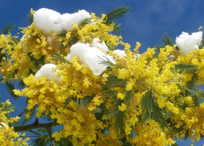 住宿加早餐酒店 阿拉比利文兹住宿加早餐旅馆 圣让莱托马